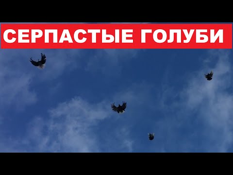 Видео: Заехали в гости к Григорию Александровичу. Серпастые голуби.