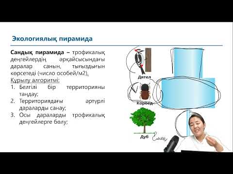 Видео: ЭКОЛОГИЯЛЫҚ ПИРАМИДА. ТЕОРИЯ.