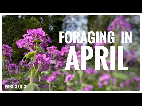 Видео: Собирательство в апреле (часть 3 из 4) — ежемесячный календарь сбора диких животных UK Wildcrafts