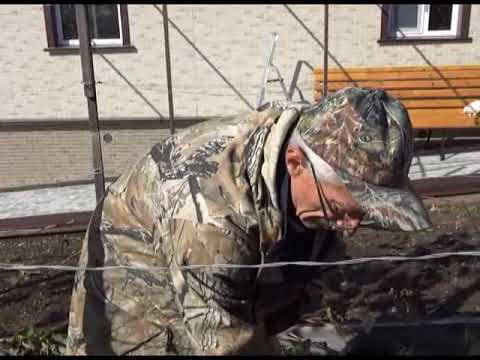 Видео: Зеленый сад фильм № 241 "Обрезка винограда. Актинидия" от 21.10.2017г. г.Хабаровск (zeleniisad.ru)