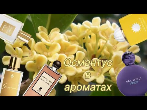 Видео: Османтус в наших любимых ароматах.