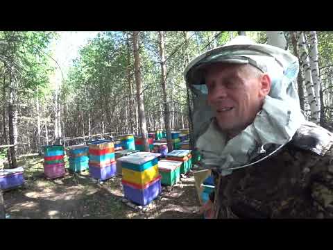 Видео: СКОЛЬКО МЁДА ПРИНЕСЛИ ПЧЁЛЫ БАКФАСТ НА ТОЧКЕ НОМЕР ДВА