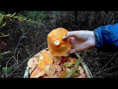 Видео: ШОК! ДАЙТЕ ВАЛИДОЛ! Я ТАКОГО ЕЩЁ НЕ ВИДЕЛ - ТЫСЯЧИ РЫЖИКОВ В СОСНАХ! Корзина грибов за пол часа!