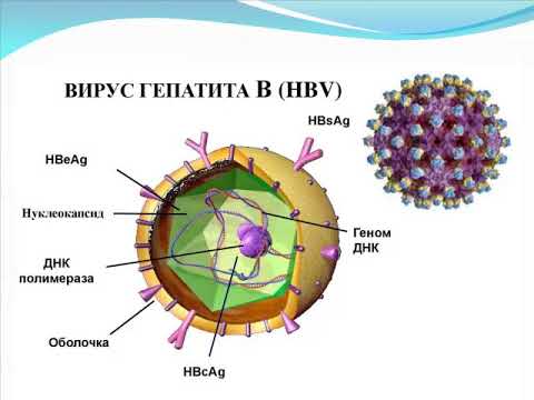 Видео: Хронические вирусные гепатиты