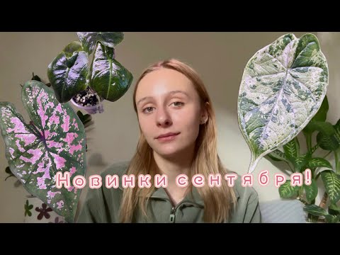 Видео: Новинки сентября: алоказии, антуриумы