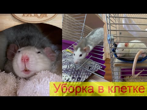 Видео: Уборка в клетке у крыс 🌟