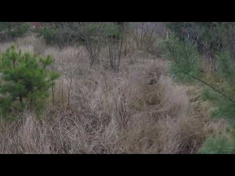Видео: взял зайца с эстонскими гончими!