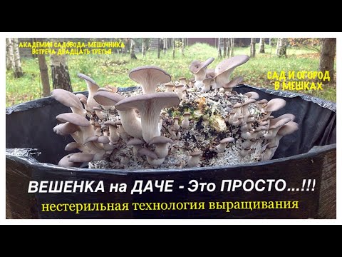Видео: ВЕШЕНКА на ДАЧЕ - это ПРОСТО..! Нестерильная технология. АКАДЕМИЯ САДОВОДА-МЕШОЧНИКА. Встреча 23.