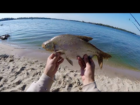 Видео: ЛЕЩ НА ФИДЕР В ОКТЯБРЕ! РЫБАЛКА НА РЕКЕ ДНЕПР. Давно не видел такой раздачи!