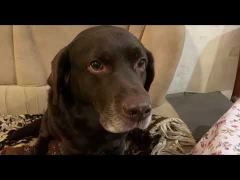 Видео: Что любит лабрадор?
