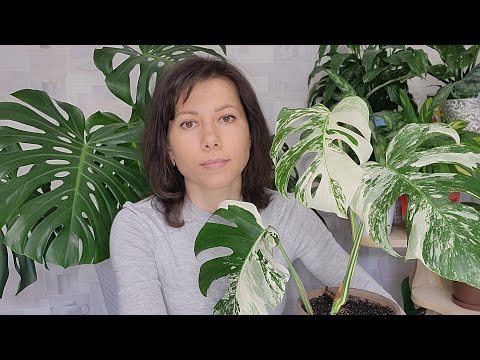 Видео: Монстера Деликатесная, Вариегатная (Альба, Борзига). Правильный уход, размножение, укоренение