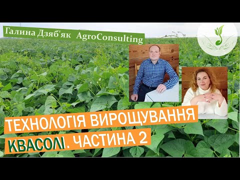 Видео: Досвідом вирощування квасолі ділиться агроном Андрій Хомин.