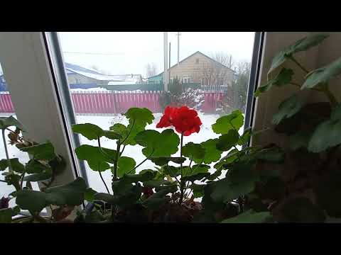 Видео: У НАС ЧП ЗА ЧП.