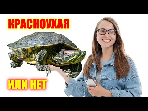 Видео: Красноухая черепаха. Уход, содержание, чем кормить и совместимость