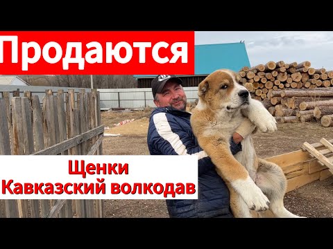 Видео: Продажа щенков Кавказский Волкодав