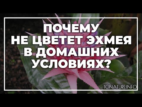 Видео: Почему не цветет эхмея в домашних условиях? | toNature.Info
