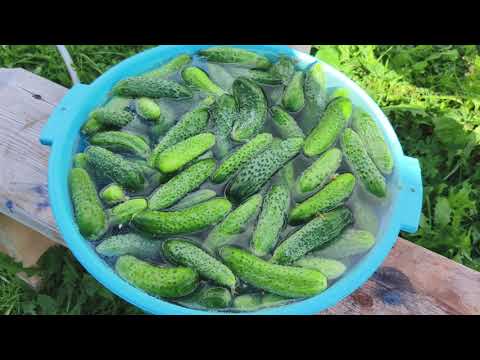 Видео: Собираем урожай , отремонтировали каракат .
