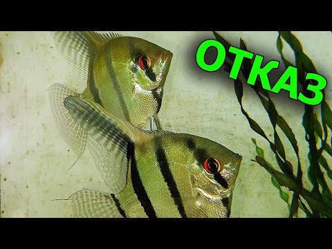 Видео: Отказался от пары скалярий! Причина