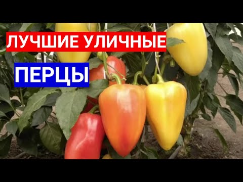 Видео: РАННИЕ ПЕРЦЫ, КОТОРЫМ НЕ НУЖНА ТЕПЛИЦА. ОБЗОР СОРТОВ РАННИХ ПЕРЦЕВ БЕЗ УКРЫТИЯ.