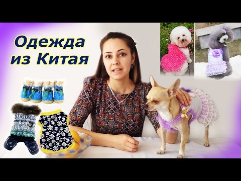 Видео: Обзор одежды из Китая для собак.