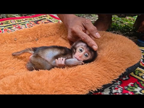 Видео: ВОТ КАК Я ОБРАЩАЮСЬ С ОЧЕНЬ УЯЗВИМЫМ ДЕТЕНЫШЕМ ОБЕЗЬЯНКИ РУБИ