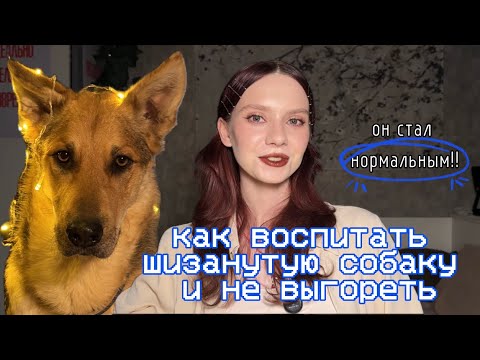 Видео: КАК Я ВОСПИТАЛА ПРОБЛЕМНУЮ СОБАКУ? Советы для гиперактивных и легковозбудимых собак