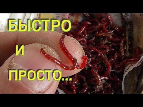 Видео: Как ПРОСТО и БЫСТРО добыть (намыть) МОТЫЛЯ!!!