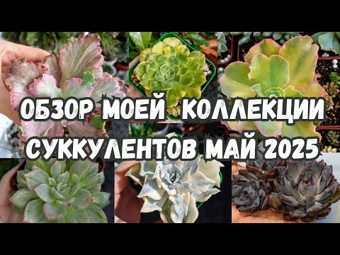 Видео: 💙💛Мой балкон в мае 2025