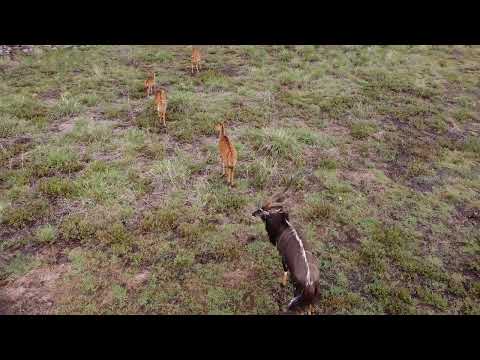 Видео: Полет к ньялам. Посмотрим на антелоп.