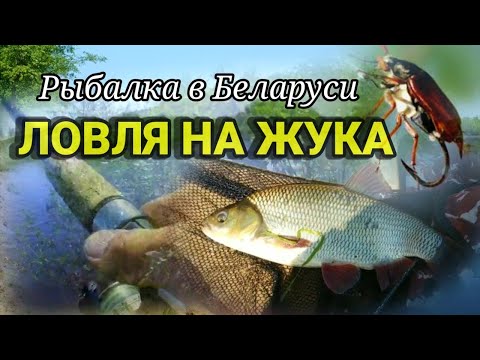 Видео: Рыбалка на жука в Беларуси. Как ловить на майского жука