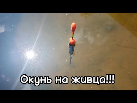 Видео: НАКОНЕЦ-ТО МЫ НА РЫБАЛКЕ!!!! ЛОВЛЯ ОКУНЯ НА ЖИВЦА!