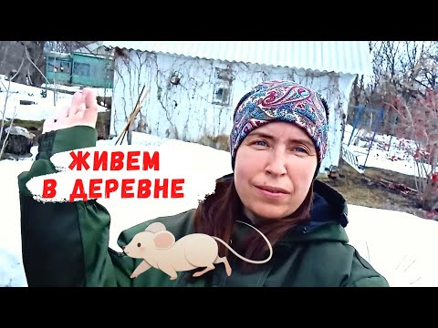 Видео: Нашествие мышей, лис и зайцев / Купили дом в деревне