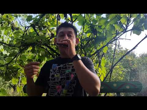 Видео: Ставим точку на основных блюзовых нотах.Урок № 24. How to play the blues on the harmonica