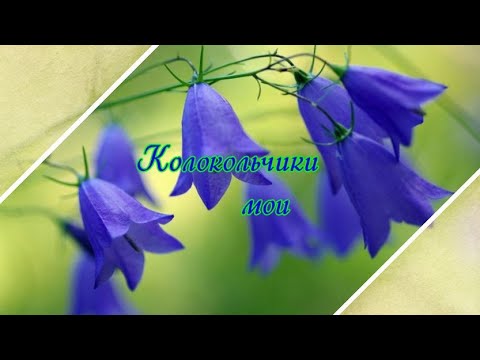 Видео: "Колокольчики мои" Поёт Дмитрий Риберо-Феррейра