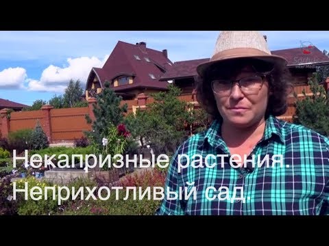 Видео: Некапризные растения. Неприхотливый сад.