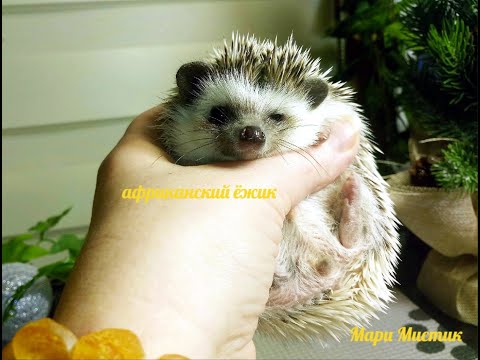 Видео: #африканский_ёжик Вася в беговом колесе / ЁЖ в колесе