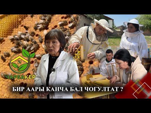 Видео: Бир аары канча бал чогултат ? || Чарбакер