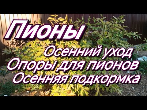 Видео: Опоры для пионов DIY новые и переделываю старые. Осенний уход, подкормка, обрезка пионов.