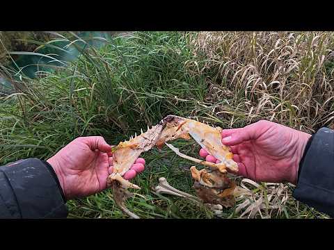 Видео: Я нашёл останки речного монстра! Здесь живут великаны.