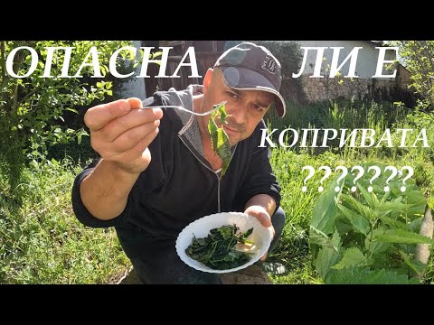 Видео: ОПАСНА ЛИ Е КОПРИВАТА? IS STINGING NETTLE DANGEROUS #nature #foraging #plants #herbs #nettles