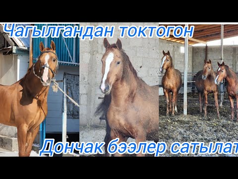 Видео: Дончак бээлер сатылат тел:+996 770 249 387 Чагылган айгырдан токтогон.