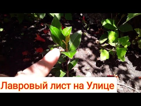 Видео: Лавровый Лист  Растет на улице. Ответы на Вопросы