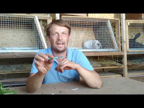 Видео: Шприц (соска) для кормления маленьких крольчат.