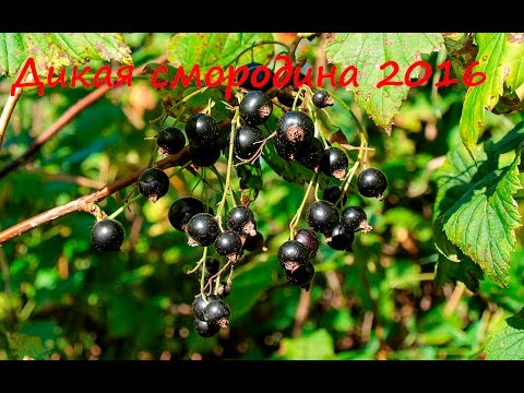 Видео: Дикая смородина. От куста до морозилки.