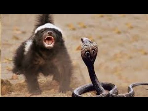 Видео: Медоед против всех и съест всё живое 2020