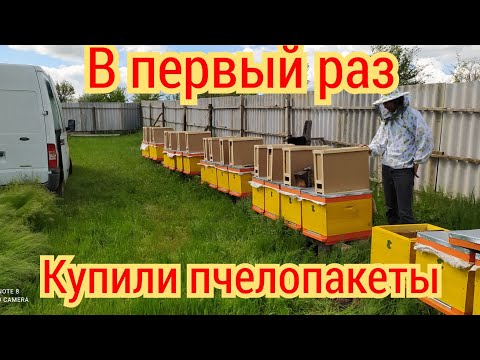 Видео: Впервые купил пчелопакеты.  Что нам продали?