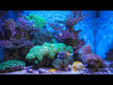 Видео: В гостях у сказки №1. Морской аквариум с внешней шахтой