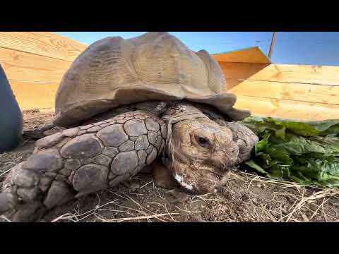 Видео: Когда ветеринары ошибаются… Борьба черепахи за жизнь #никогданесдавайся #приютрептилийджошуатри
