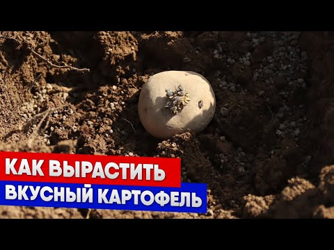 Видео: Как вырастить вкусный картофель