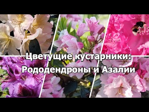 Видео: Цветущие кустарники: Рододендроны и Азалии | Уход за Рододендронами и Азалиями